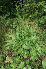 Primula luteola, photograph Oleg Kosterin, CC BY, iNaturalist via GBIF