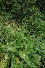 Primula luteola