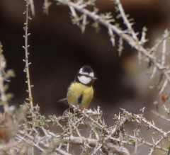 Cyanistes teneriffae degener