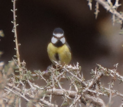 Cyanistes teneriffae degener