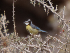 Cyanistes teneriffae degener