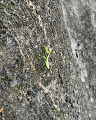 Mantodea