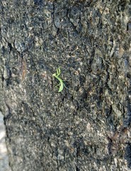 Mantodea