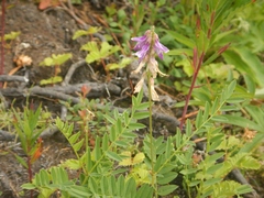 Hedysarum hedysaroides
