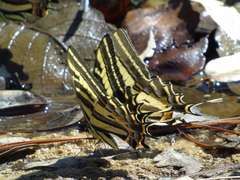 Papilio pilumnus