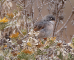 Curruca conspicillata