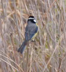 Cyanistes teneriffae degener