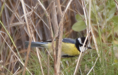 Cyanistes teneriffae degener