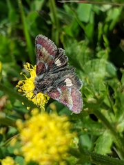Schinia pulchripennis