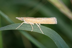 Pediasia luteella
