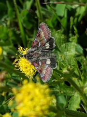 Schinia pulchripennis