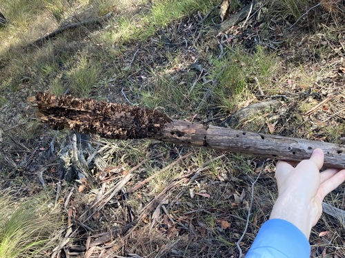 Image of Xanthorrhoea glauca by (c) Thomas Mesaglio, some rights reserved (CC BY)