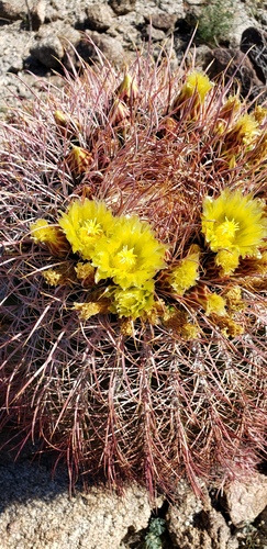 iNaturalist observation photo of California Barrel Cactus