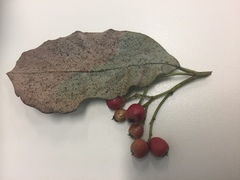 Cotoneaster frigidus