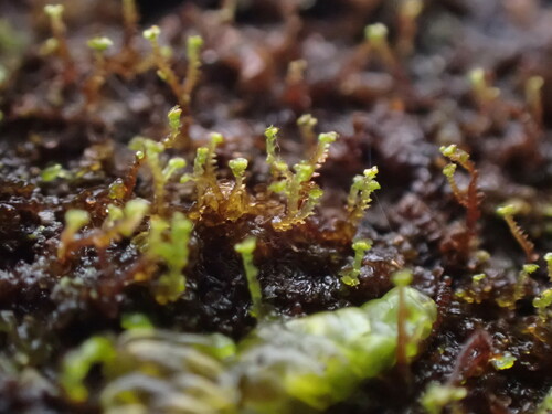 Image of Frullania bolanderi by no rights reserved