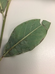 Cotoneaster frigidus