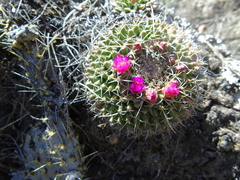 Mammillaria mendeliana
