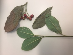 Cotoneaster frigidus