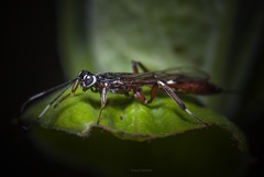 Xoridinae