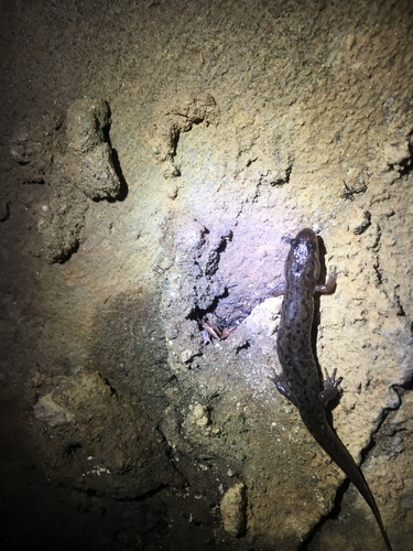Desmognathus cheaha
