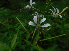 Cleome serrata