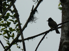 Myiarchus tuberculifer