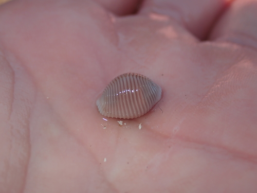 Northern Cowrie, 85100 Les Sables-d'Olonne, France, photo 10 of 10