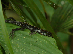 Anolis gracilipes
