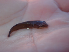 Apletodon dentatus