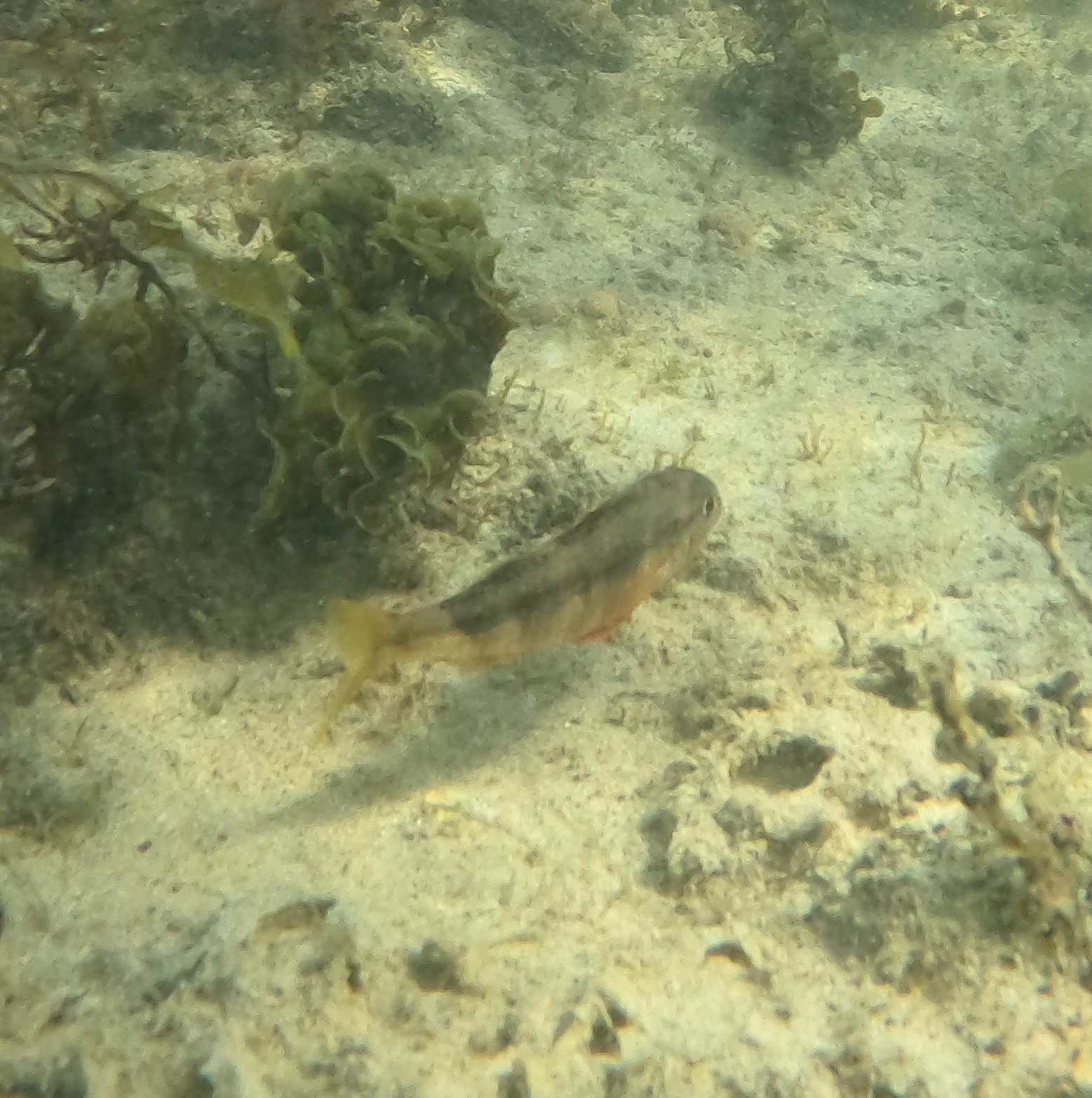 aahuruhuru, ahuruhuru, blåstribet mulle, blue-lined goatfish, blue-spotted goatfish, bluespotted goatfish, bluestriped goatfish, blue-striped mullet, blue-striped red mullet, goatfish, red mullet, 紅似緋鯉, 红似绯鲤, 蓝点似绯鲤, 藍點似緋鯉