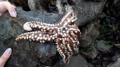 Meyenaster gelatinosus