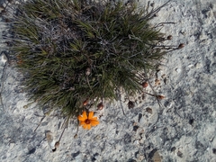 Zinnia juniperifolia