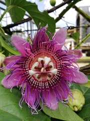 Passiflora quadrangularis
