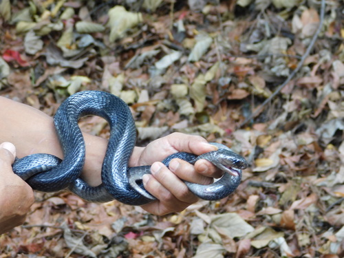 Indonesian Cobra