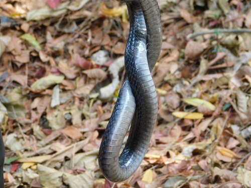 Indonesian Cobra