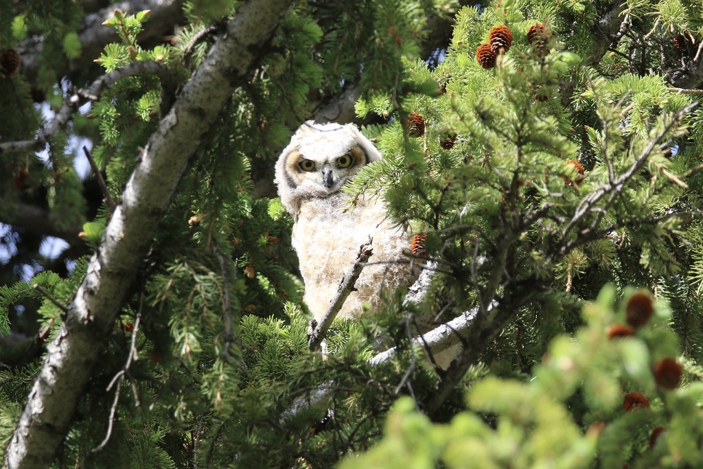 Great Horned Owl from Mammoth Hot Springs, Yellowstone National Park ...