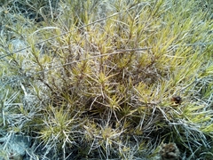 Zinnia juniperifolia