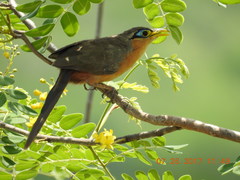 Morococcyx erythropygus