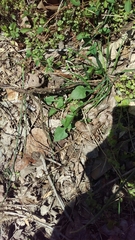 Cardamine concatenata