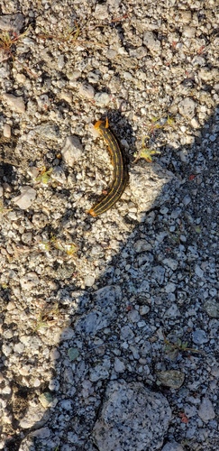 iNaturalist observation photo of White-lined Sphinx