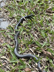 Cocle Caecilian photo 2