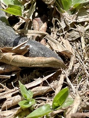 Cocle Caecilian photo 3