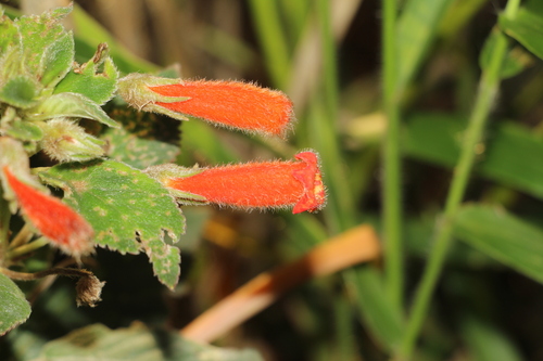 Image of Kohleria hirsuta by (c) Andrés Ramírez-Barrera, some rights reserved (CC BY)