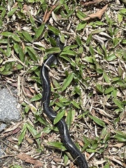 Cocle Caecilian photo 1