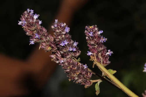 Cantinoa colombiana