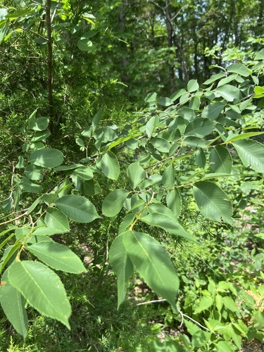 September Elm (Ulmus serotina)