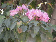 Handroanthus