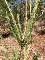 Leucadendron corymbosum