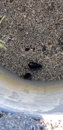 iNaturalist observation photo of Beetles