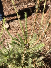 Leucadendron corymbosum